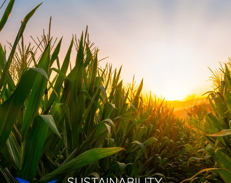 Our sustainable commitment